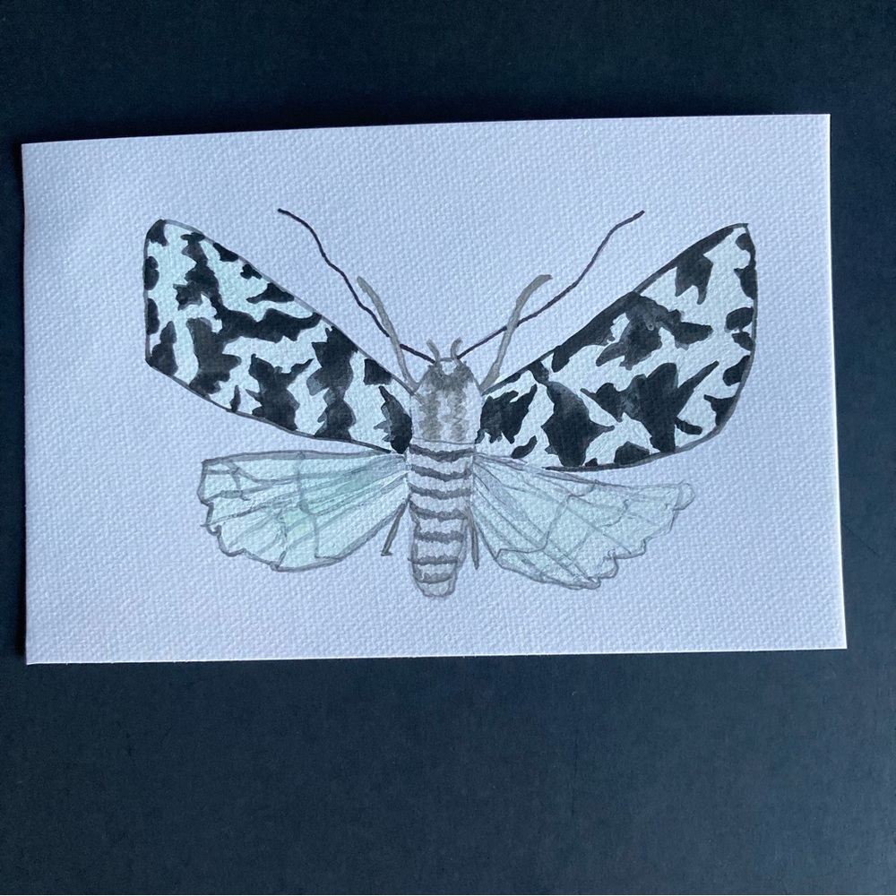Moth Watercolor Painting